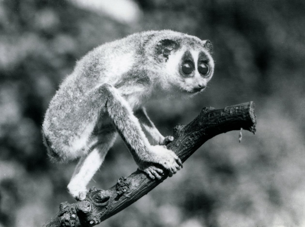 Loris štíhlý kráčející po větvi, Londýnská zoo, srpen 1926 od Frederick William Bond