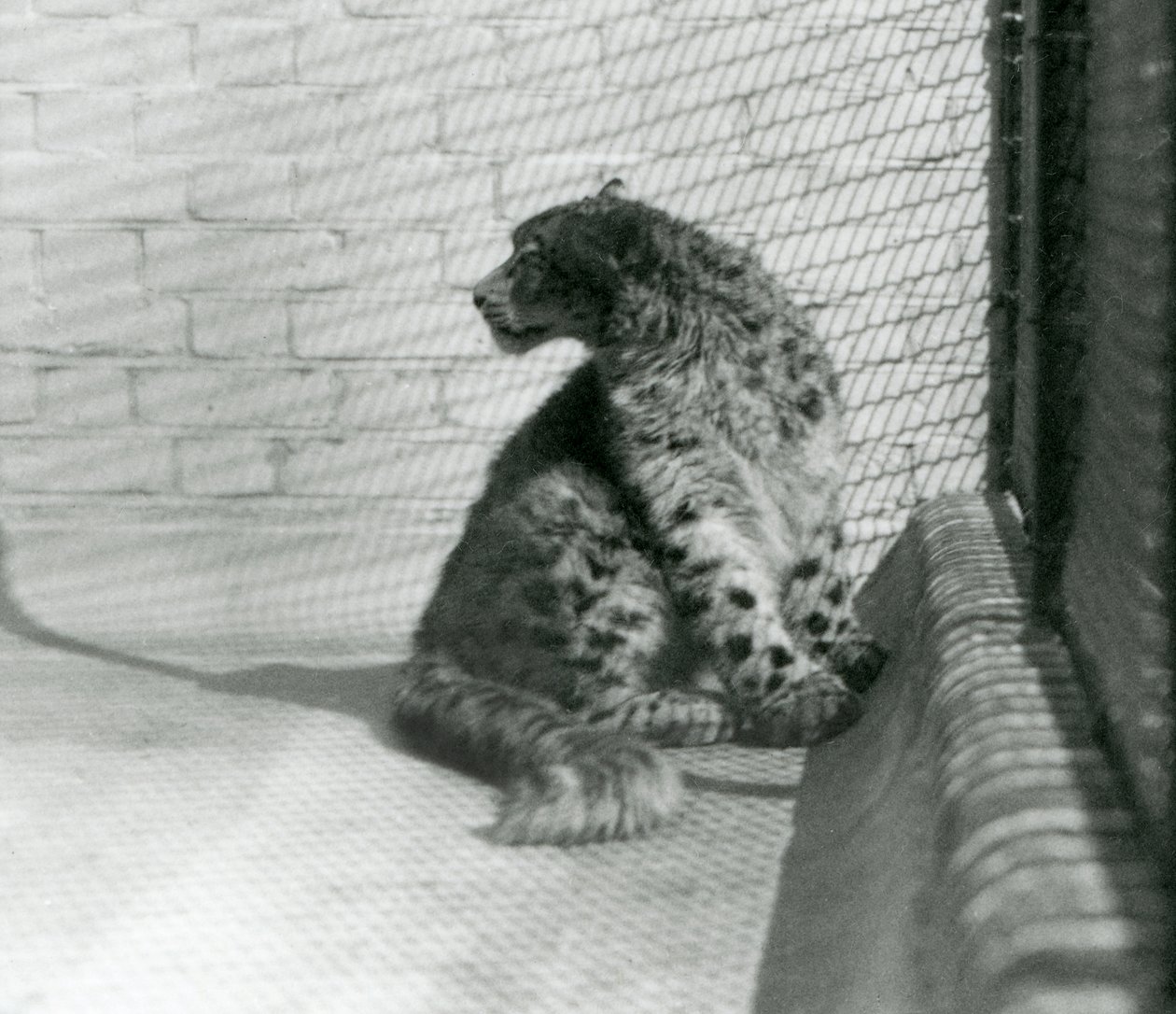 Sněžný leopard sedící na podlaze, londýnská zoo od Frederick William Bond