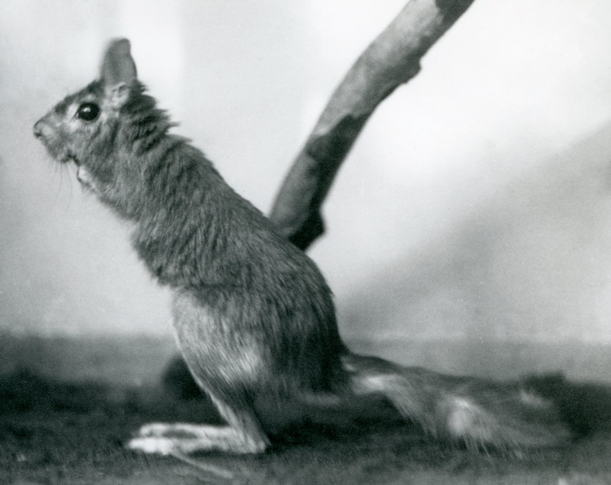 Zajíc jihoafrický SpringhareCape Jumping Hare sedící u větve ve svém výběhu, Londýnská zoo, prosinec 1925 od Frederick William Bond