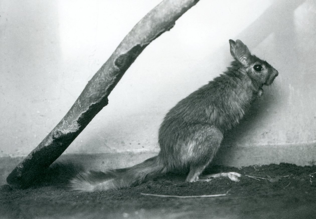 Jihoafrický SpringhareCape Skákající zajíc sedící pod větví ve svém výběhu, Londýnská zoo, prosinec 1925 od Frederick William Bond