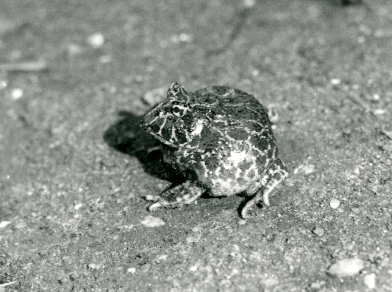 Jihoamerická horned Frog, Londýnská zoo, prosinec 1925 od Frederick William Bond