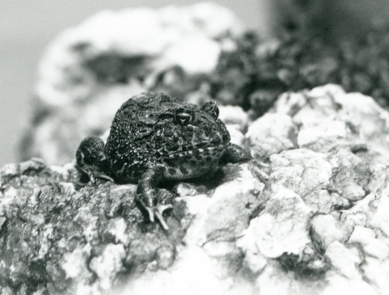 Jihoamerická rohatá žába sedící na skále ukazující svou obrannou pozici, Londýnská zoo, srpen 1928 (černobílá fotografie) od Frederick William Bond