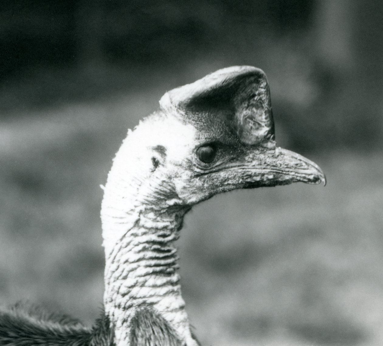 Kasuár jižní v londýnské zoo, červen 1925 od Frederick William Bond