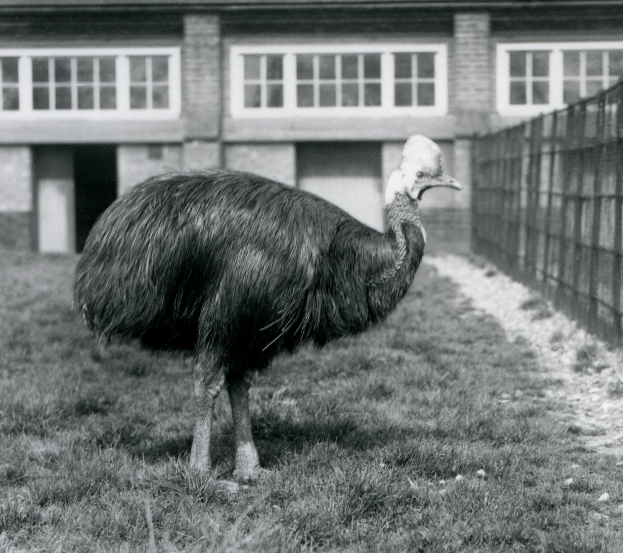 Kasuár jižní v londýnské zoo v červnu 1925 od Frederick William Bond
