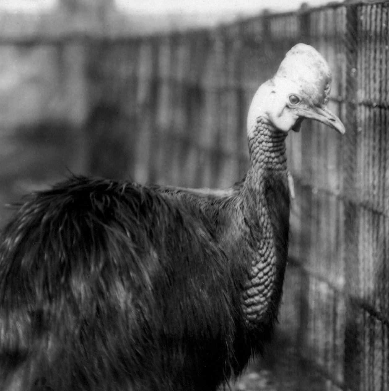 Kasuár jižní v londýnské zoo v červnu 1925 od Frederick William Bond