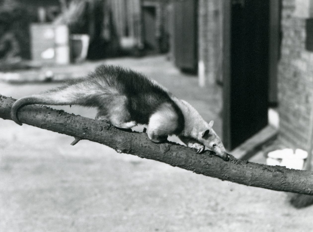 Jižní Tamandua/Mravenečník obojkový/Mravenečník malý, procházející se po větvi v londýnské zoo od Frederick William Bond
