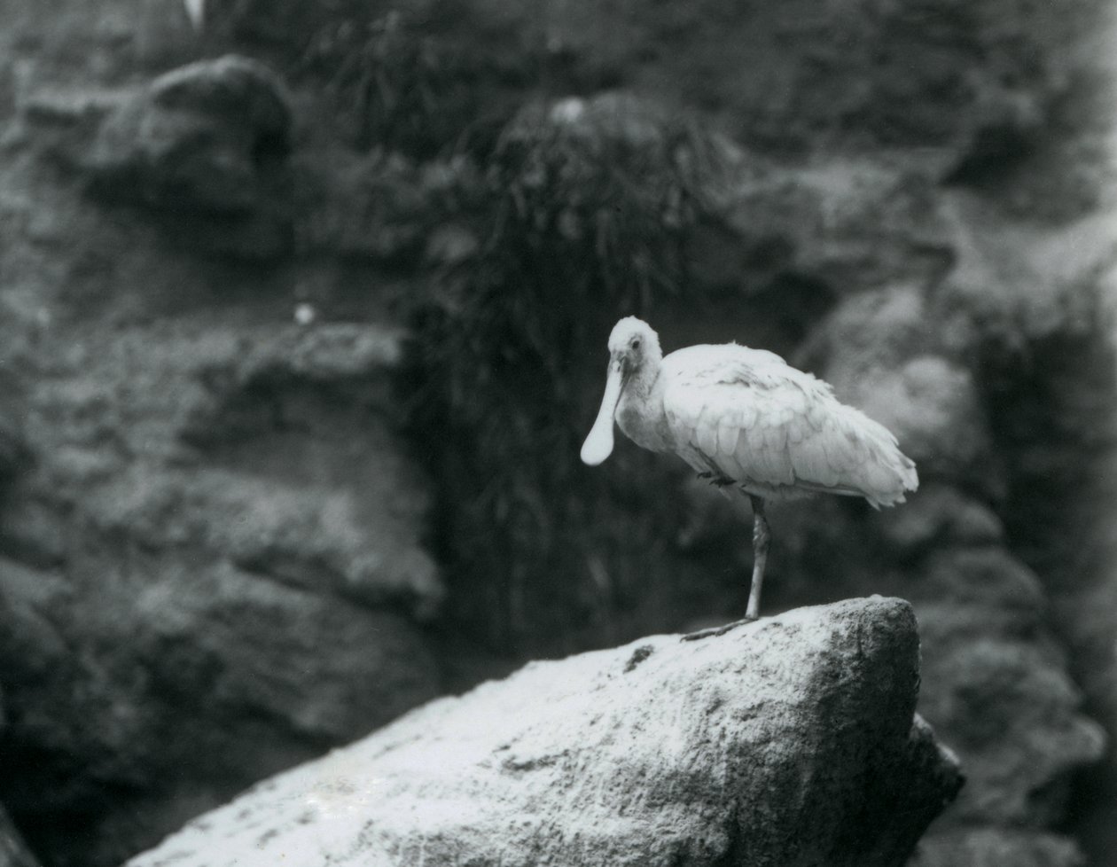 Spoonbill stojící na skále v londýnské zoo v září 1927 od Frederick William Bond