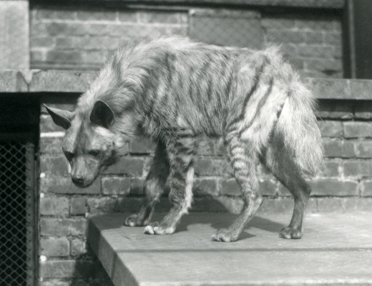 Pruhovaná hyaena stojící na plošině ve svém výběhu v londýnské zoo, červen 1925 od Frederick William Bond