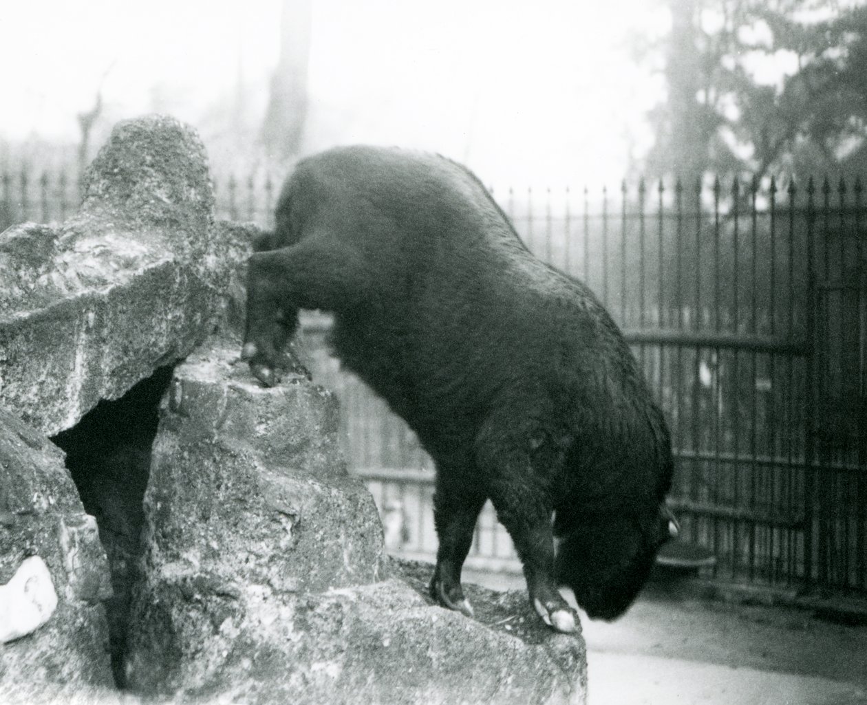 Takin, také známý jako kamzík z dobytka nebo koza Gnu, slézající ze skal, londýnská zoo od Frederick William Bond