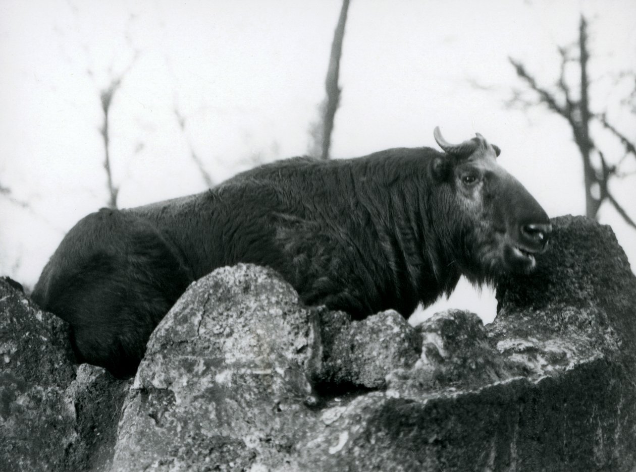 Takin, známý také jako kamzík skotu nebo koza gnu, odpočívá na skále, Londýnská zoo, 1925 od Frederick William Bond
