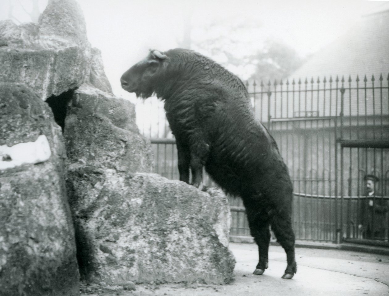 Takin, také známý jako kamzík z dobytka nebo koza Gnu, stojí vzpřímeně s předníma nohama položenýma na skále, Londýnská zoo od Frederick William Bond