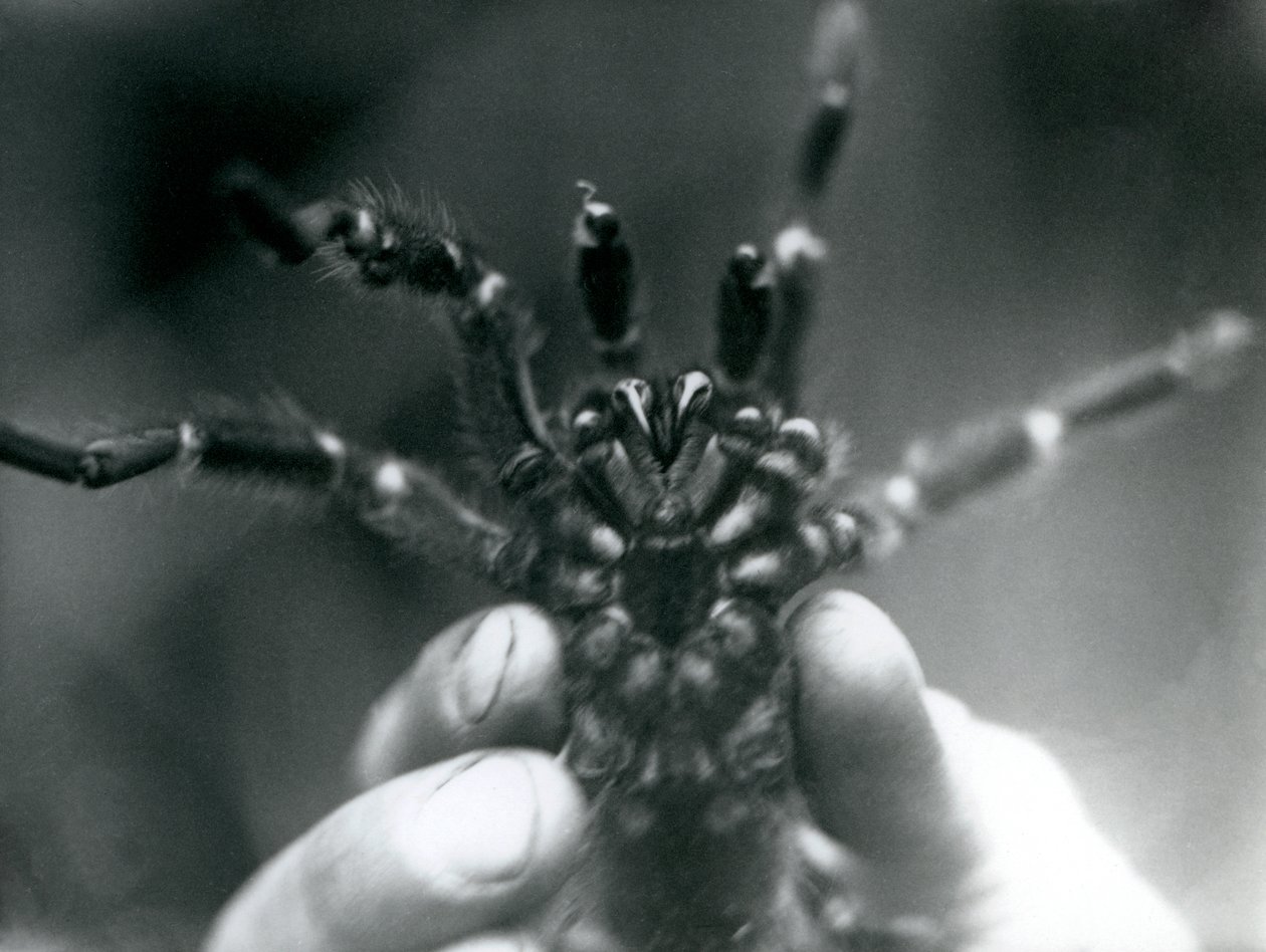 Tarantule zvednutá, aby ukázala své tesáky zespodu, Londýnská zoo, říjen 1925 od Frederick William Bond