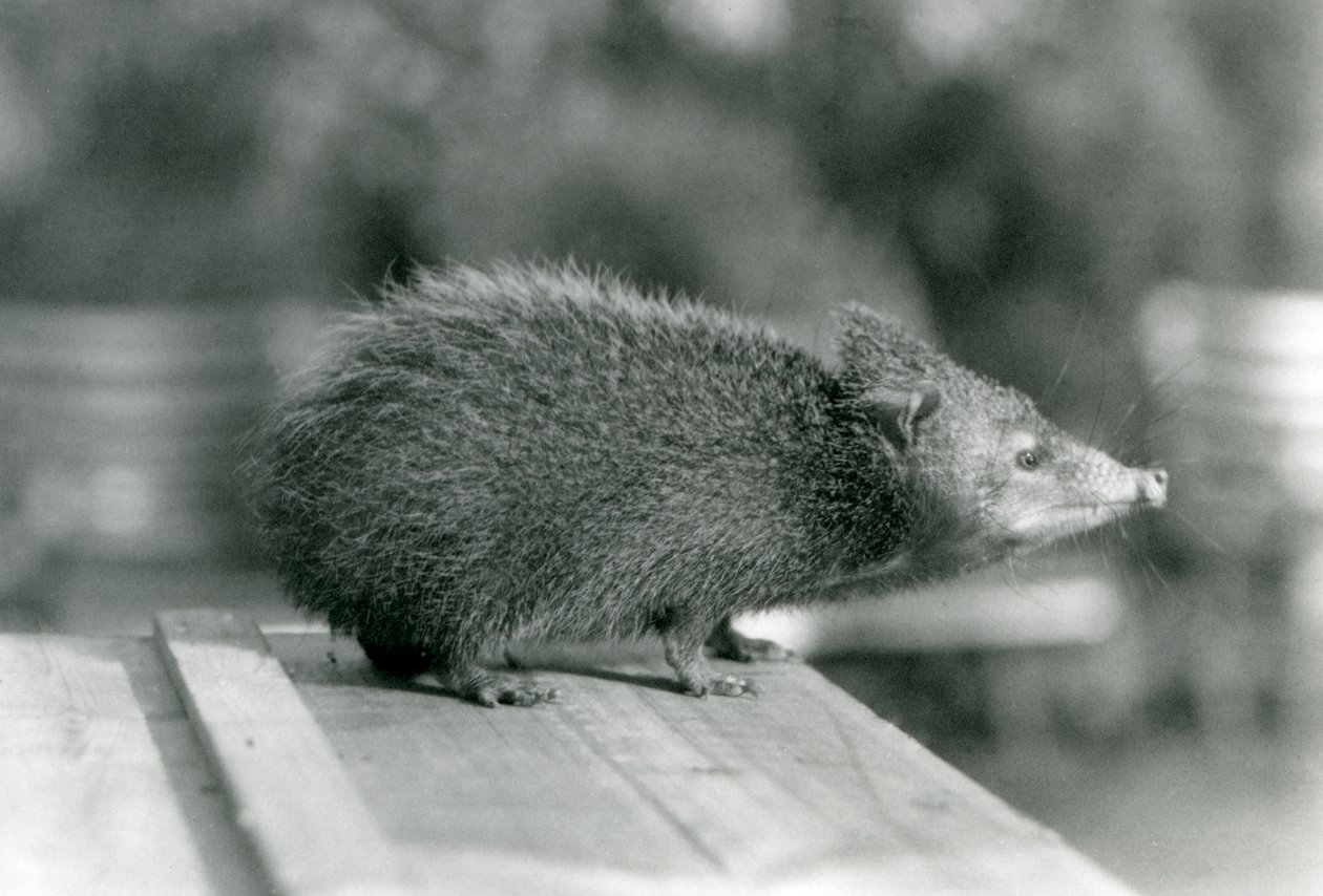 Tenrec v londýnské zoo v roce 1929 (černobílá fotografie) od Frederick William Bond