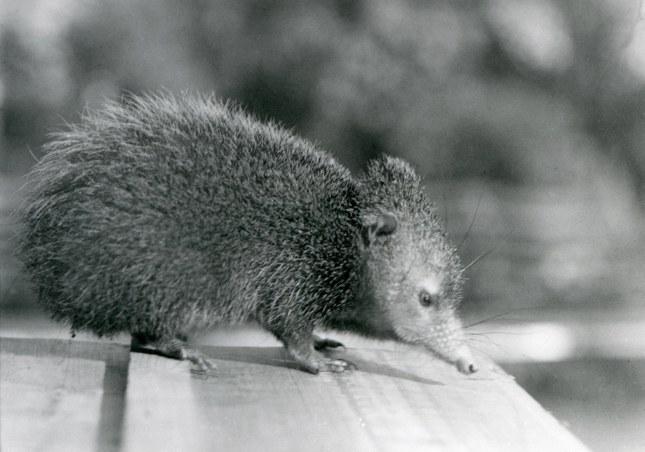 Tenrec v londýnské zoo v roce 1929 (černobílá fotografie) od Frederick William Bond