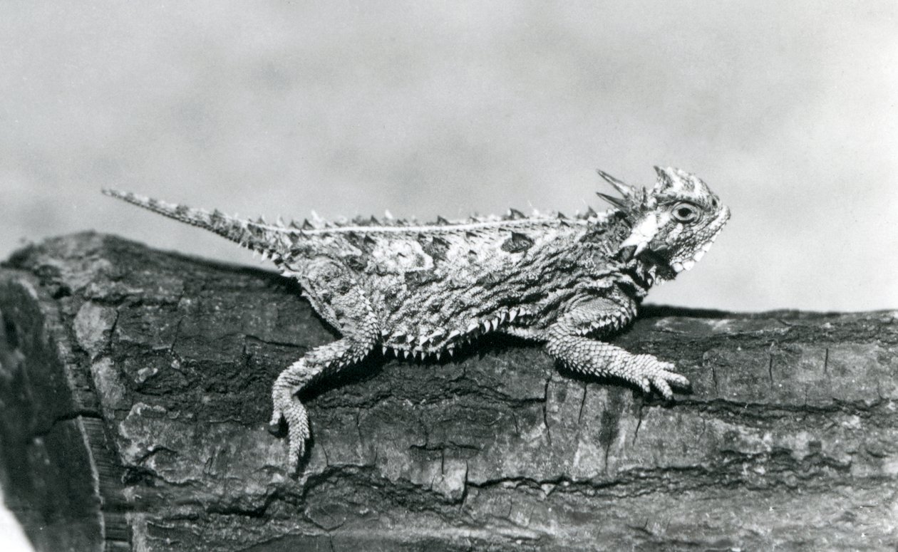 Texaský rohatý ještěr/rohatý/rohatý/rohatý odpočívající na kládě v londýnské zoo v srpnu 1928 (černobílá fotografie) od Frederick William Bond