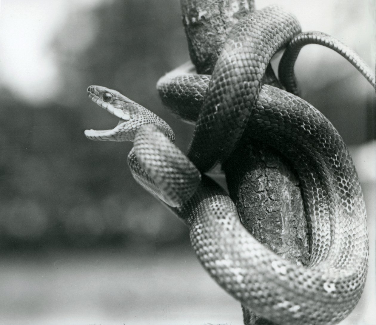 Texaský krysí had zející a stočený kolem téměř svislé větve, Londýnská zoo, srpen 1928 (černobílá fotografie) od Frederick William Bond