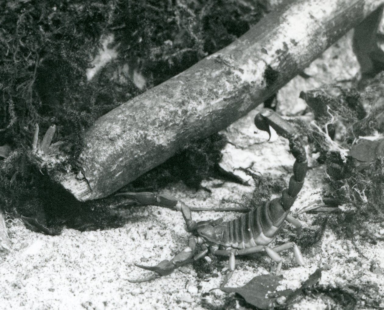Texas Scorpion v londýnské zoo v roce 1928 (černobílá fotografie) od Frederick William Bond