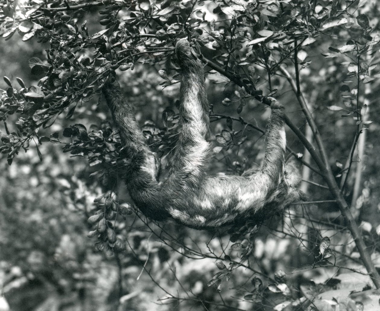 Tříprstý lenochod visící z listnaté větve v londýnské zoo. srpna 1920. od Frederick William Bond