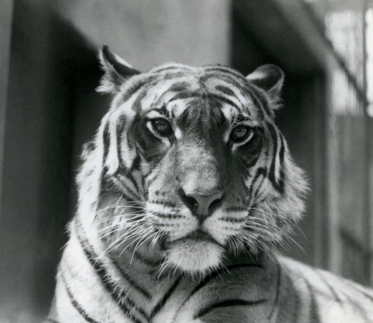 Tygr v londýnské zoo v červenci 1924 od Frederick William Bond