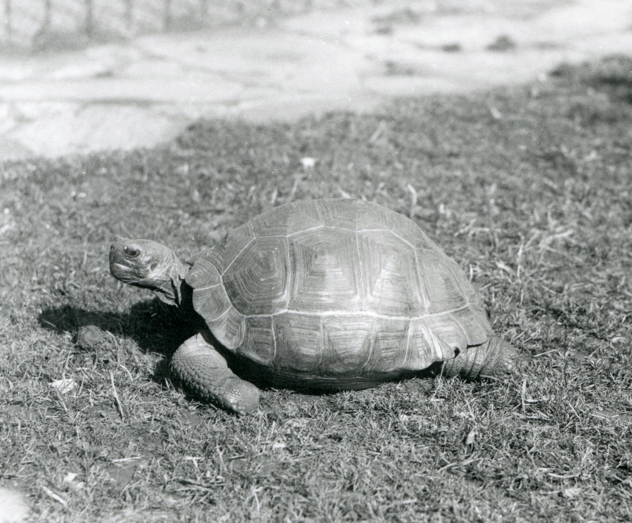 Želva stojící na trávě v londýnské zoo v roce 1926 (černobílá fotografie) od Frederick William Bond