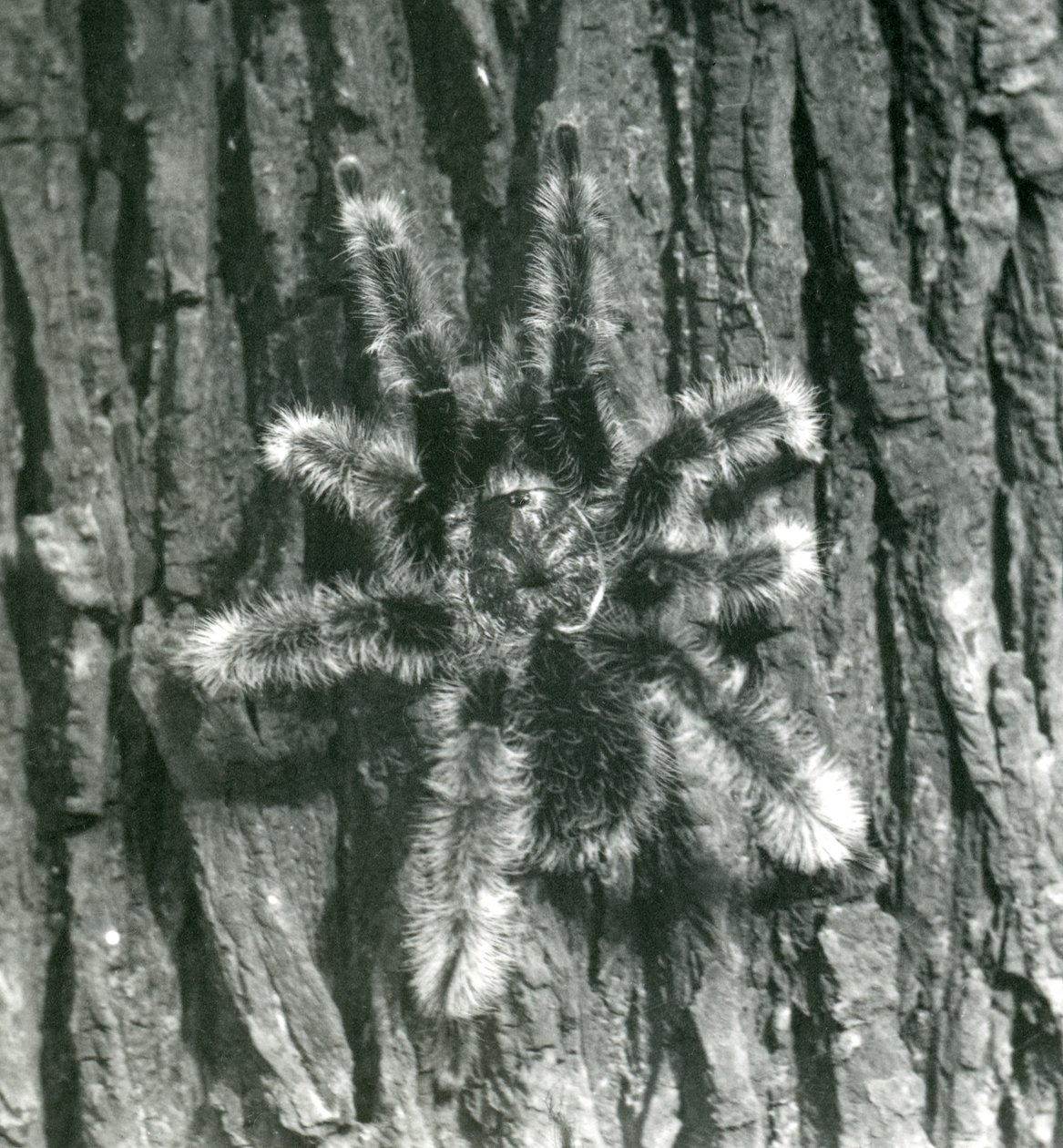 Tarantule Trinidad Chevron na kůře kmene stromu, Londýnská zoo, říjen 1926 od Frederick William Bond