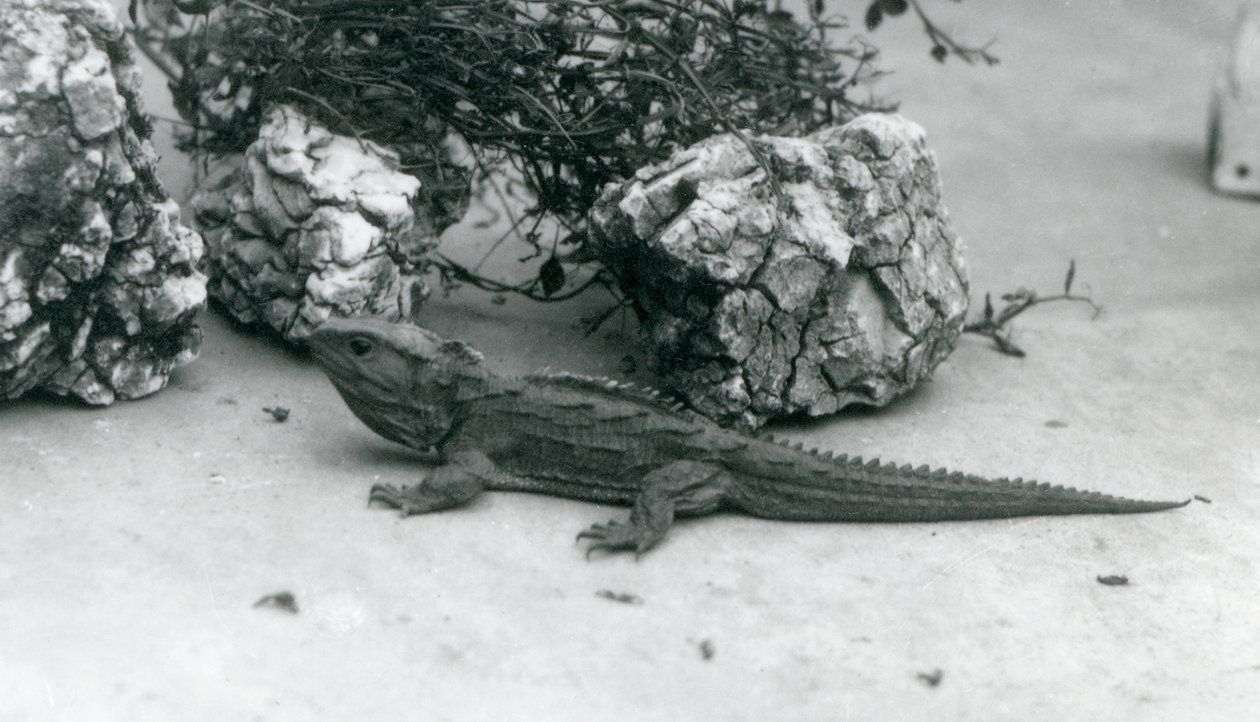 Tuatara v londýnské zoo v roce 1927 od Frederick William Bond