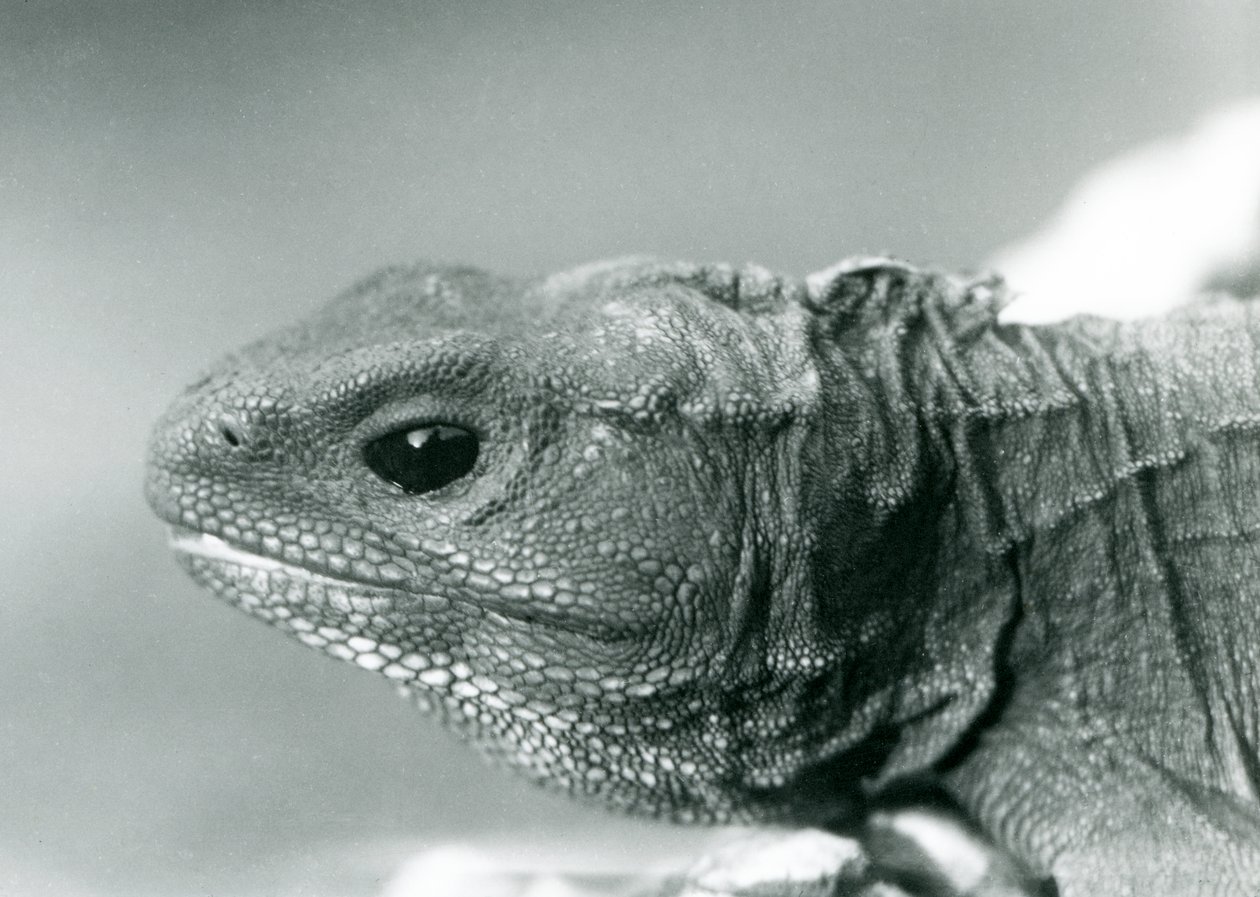 Tuatara v londýnské zoo v roce 1928 (černobílá fotografie) od Frederick William Bond