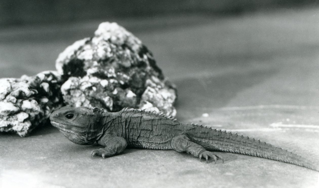 Tuatara, ležící před skálou, v londýnské zoo v roce 1928 (černobílá fotografie) od Frederick William Bond