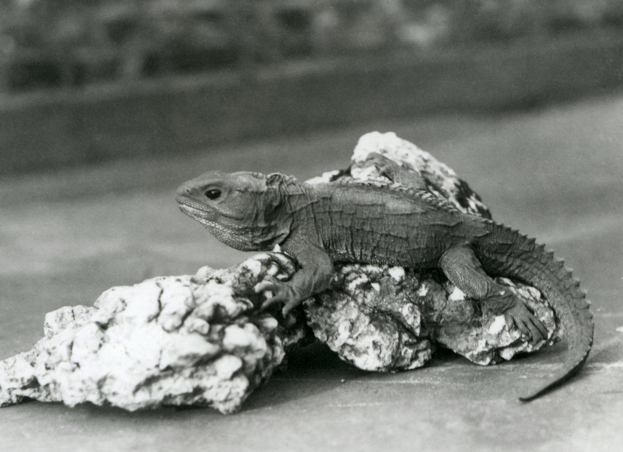 Tuatara, ležící na skále, v londýnské zoo v roce 1929 (černobílá fotografie) od Frederick William Bond