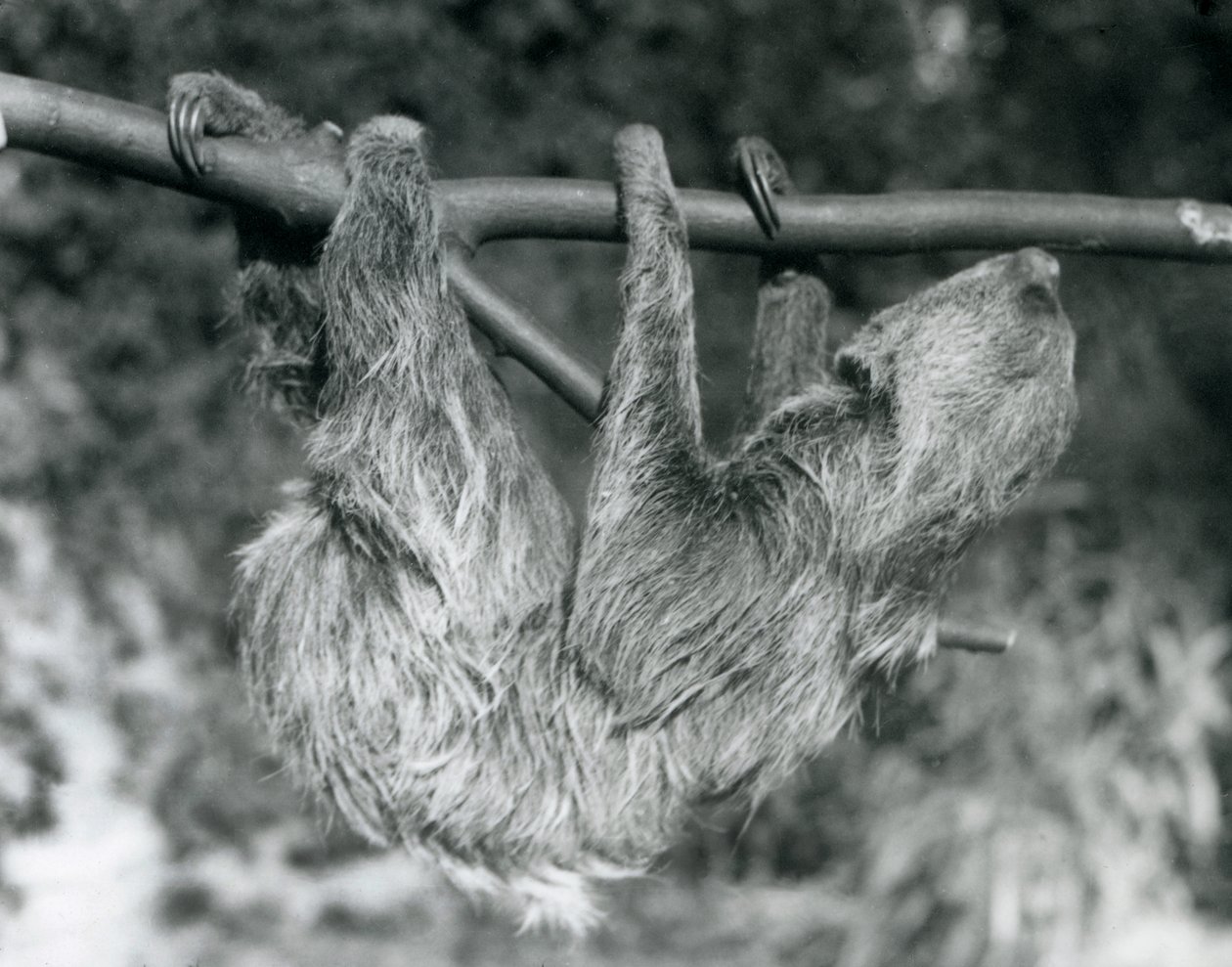 Lenochod dvouprstý visící na uříznuté větvi, Londýnská zoo, 1927 od Frederick William Bond