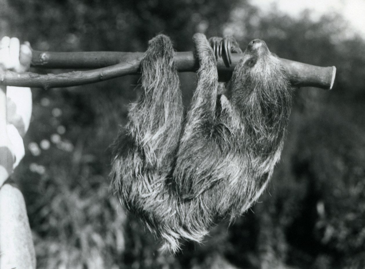 Lenochod dvouprstý visící na uříznuté větvi, kterou drží chovatel, London Zoo, 1925 od Frederick William Bond