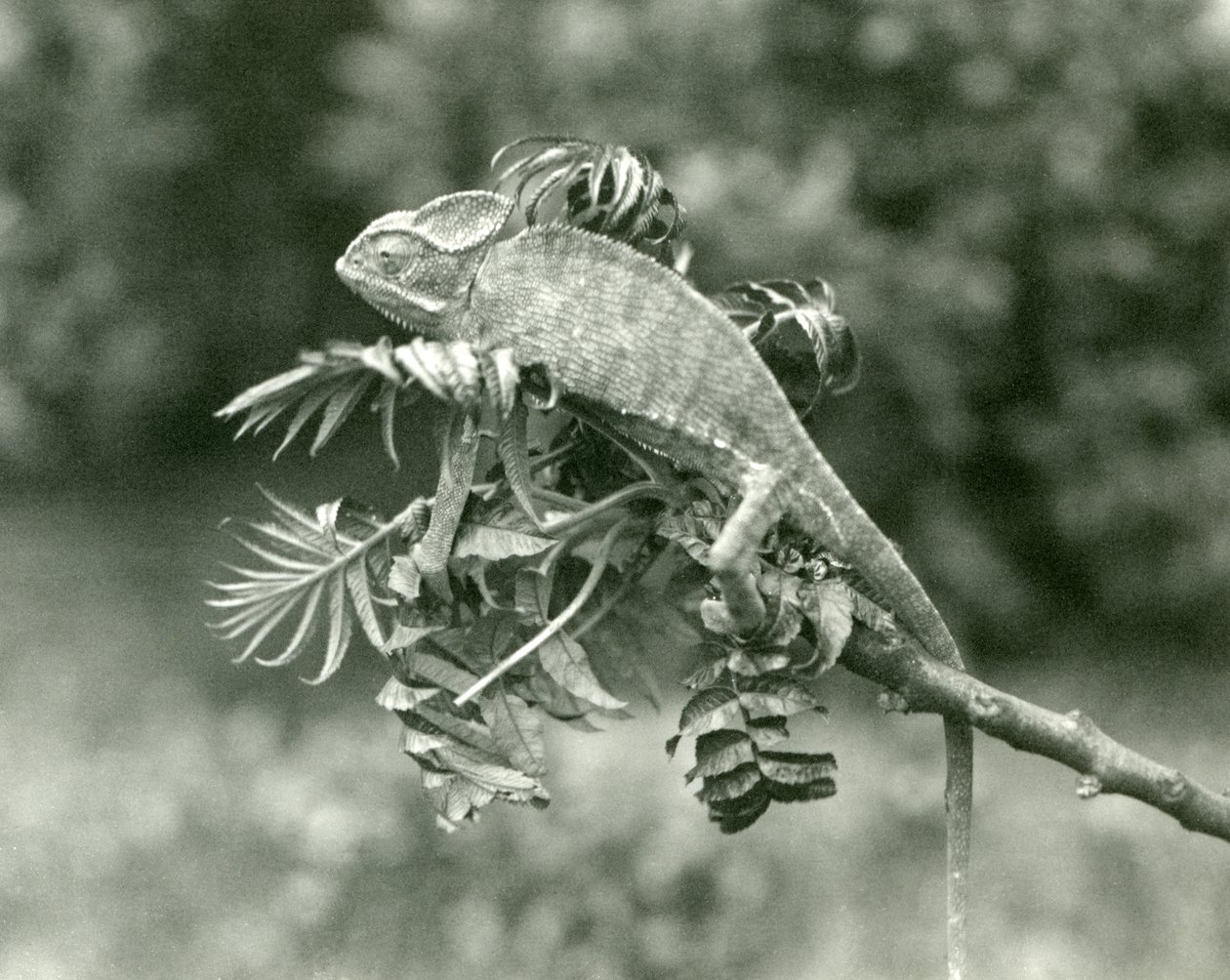 Zahalený nebo jemenský chameleon na konci listnaté větve v londýnské zoo, červen 1924 od Frederick William Bond