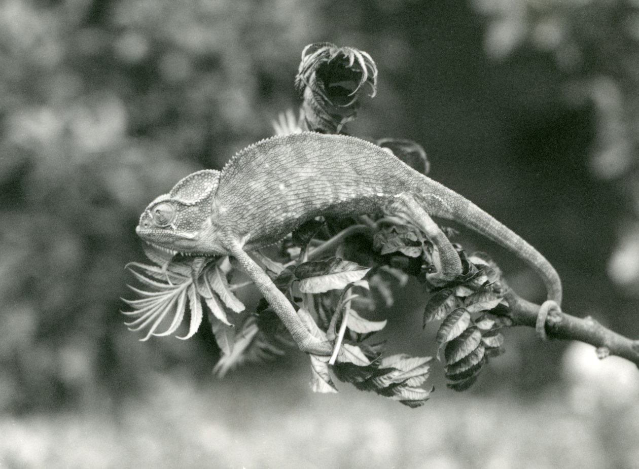 Chameleon zahalený neboli jemenský se svým chápavým ocasem drží na konci listnaté větve, Londýnská zoo, červen 1924 od Frederick William Bond