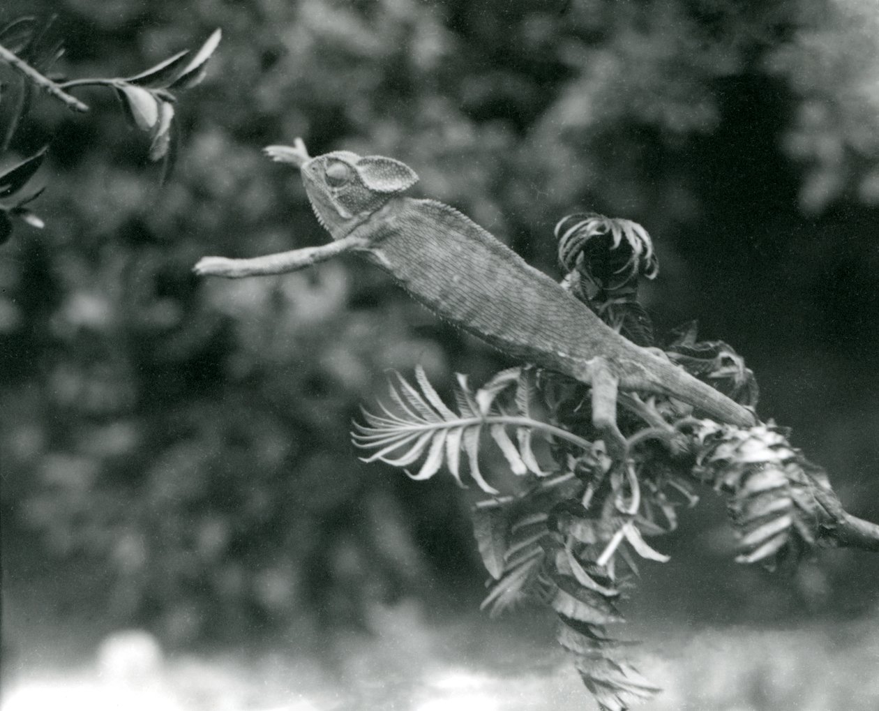 Zahalený nebo jemenský chameleon stojí na jedné listové větvi a natahuje se k druhé, Londýnská zoo, červen 1924 od Frederick William Bond