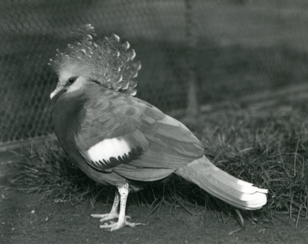 Viktoriin korunovaný holub stojící na zemi v londýnské zoo v září 1927 od Frederick William Bond