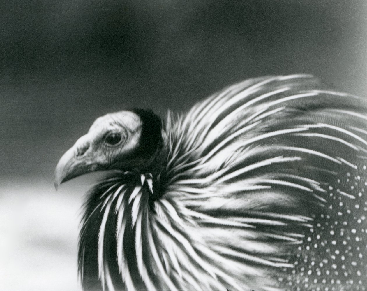 Vulturine Guineafol v londýnské zoo v roce 1927 od Frederick William Bond