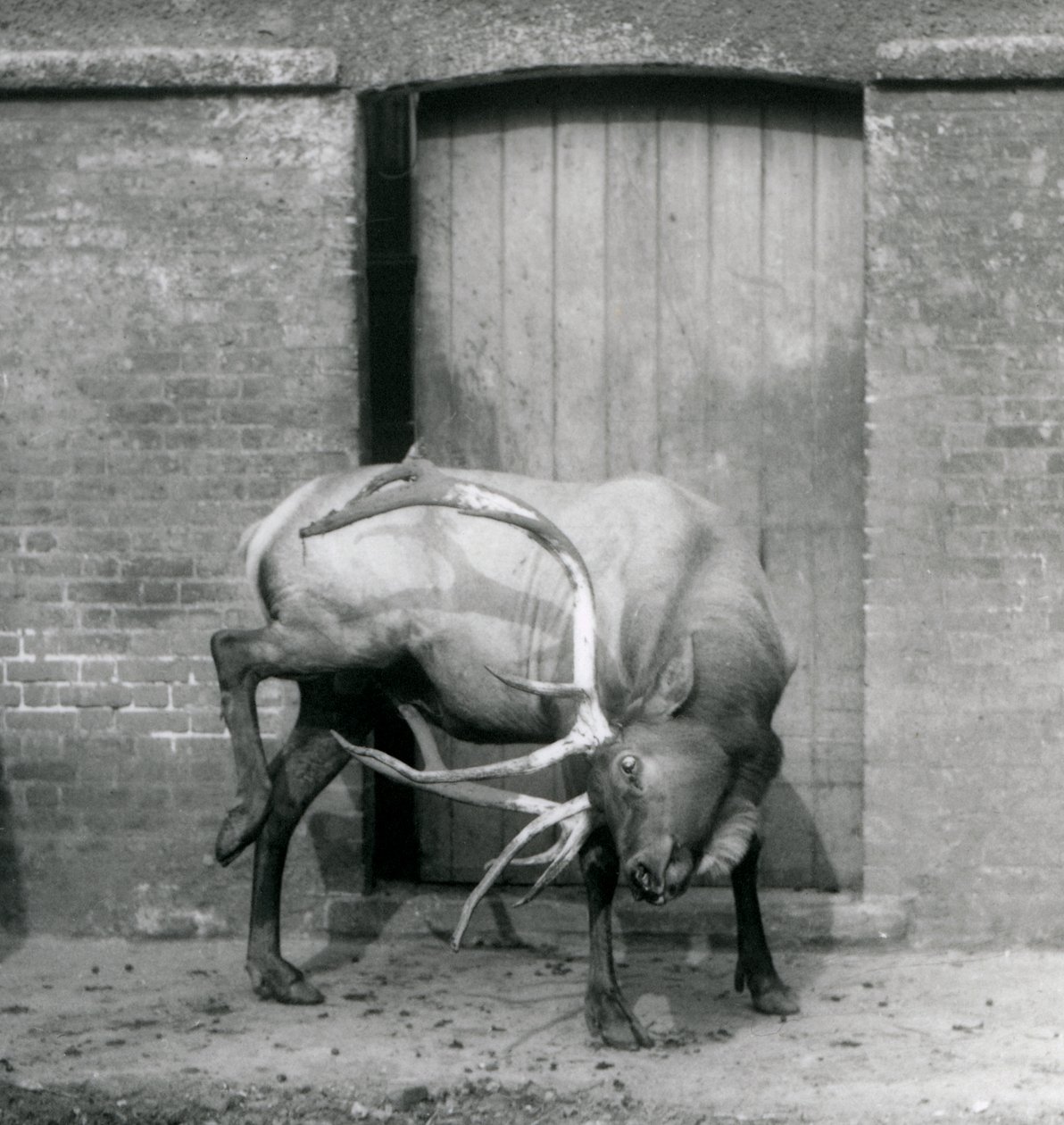 Jelen WapitiElk stojící ve svém výběhu v londýnské zoo v září 1927 od Frederick William Bond