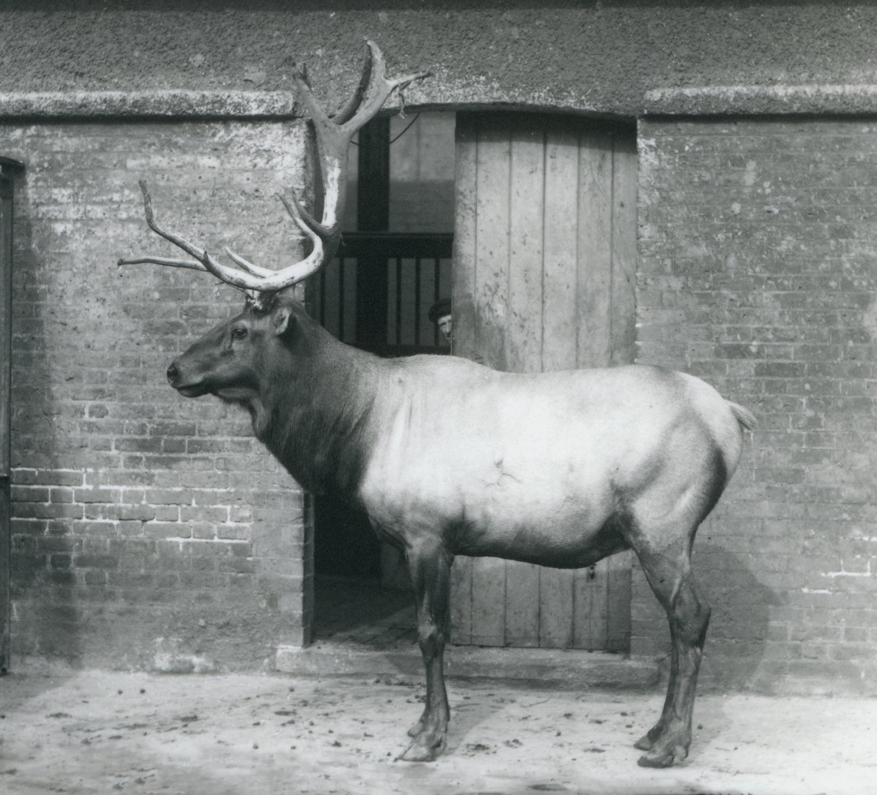 Jelen WapitiElk stojící ve svém výběhu v londýnské zoo v září 1927 od Frederick William Bond