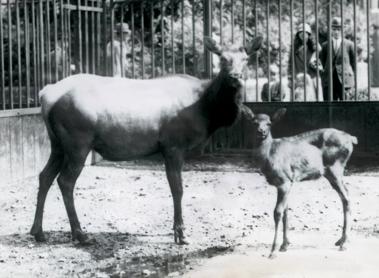 Losice wapiti s mládětem ve výběhu, na které se návštěvníci dívají přes mříže, Londýnská zoo od Frederick William Bond