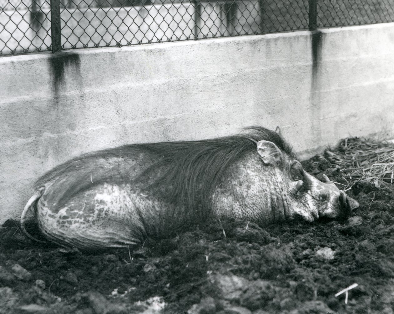 Prase bradavičnaté spící v bahně, Londýnská zoo, červenec 1927 (černobílá fotografie) od Frederick William Bond