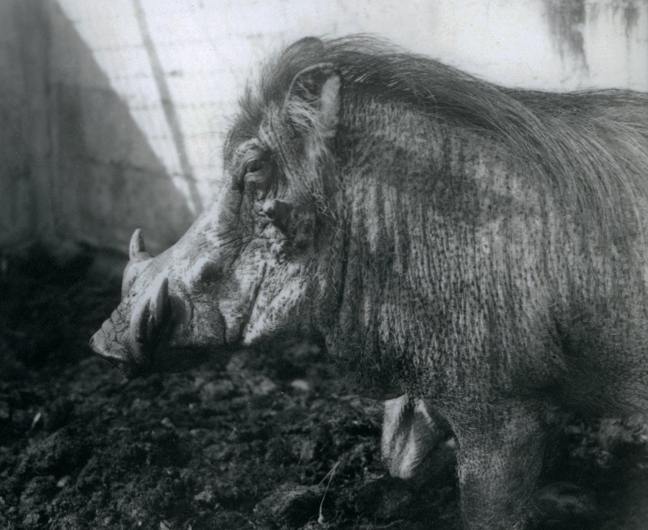 Wathog stojící v bahně, Londýnská zoo, 1927 od Frederick William Bond