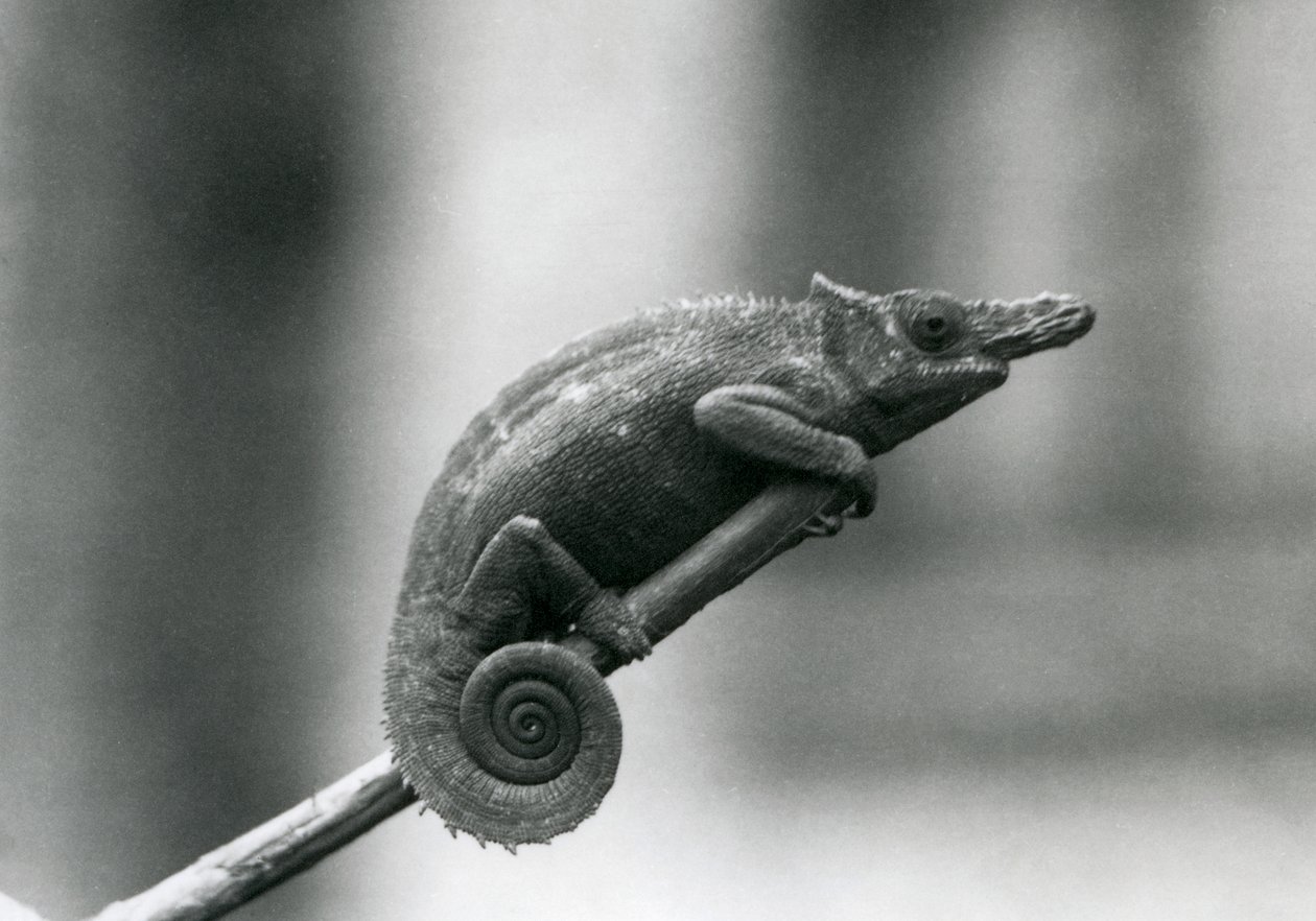 Chameleon dvourohý West Usambara, Londýnská zoo, 1927 od Frederick William Bond