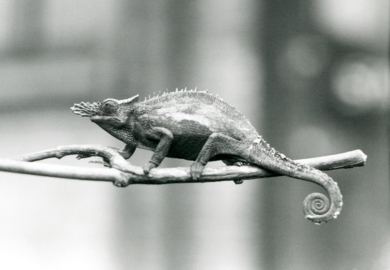 Chameleon dvourohý West Usambara, Londýnská zoo, 1927 od Frederick William Bond