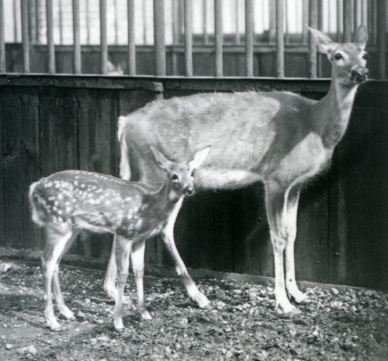 Jelen běloocasý se svým kolouškem v londýnské zoo v srpnu 1927 od Frederick William Bond