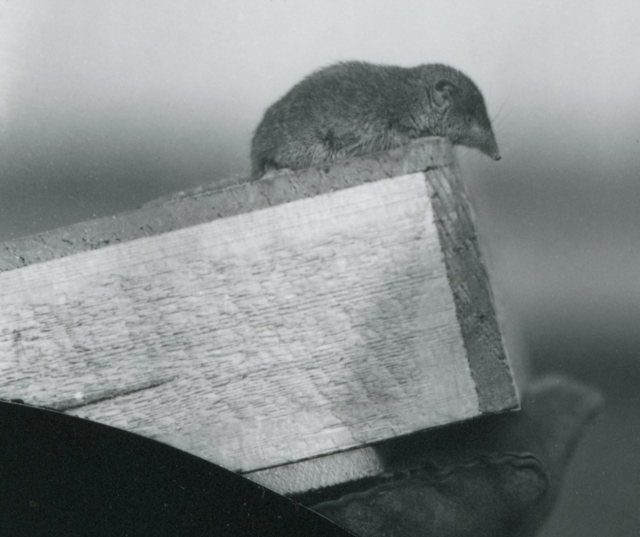 Rejsec bělozubý shlíží přes okraj dřevěné krabice, kterou drží chovatel v rukavici, Londýnská zoo, duben 1917 od Frederick William Bond