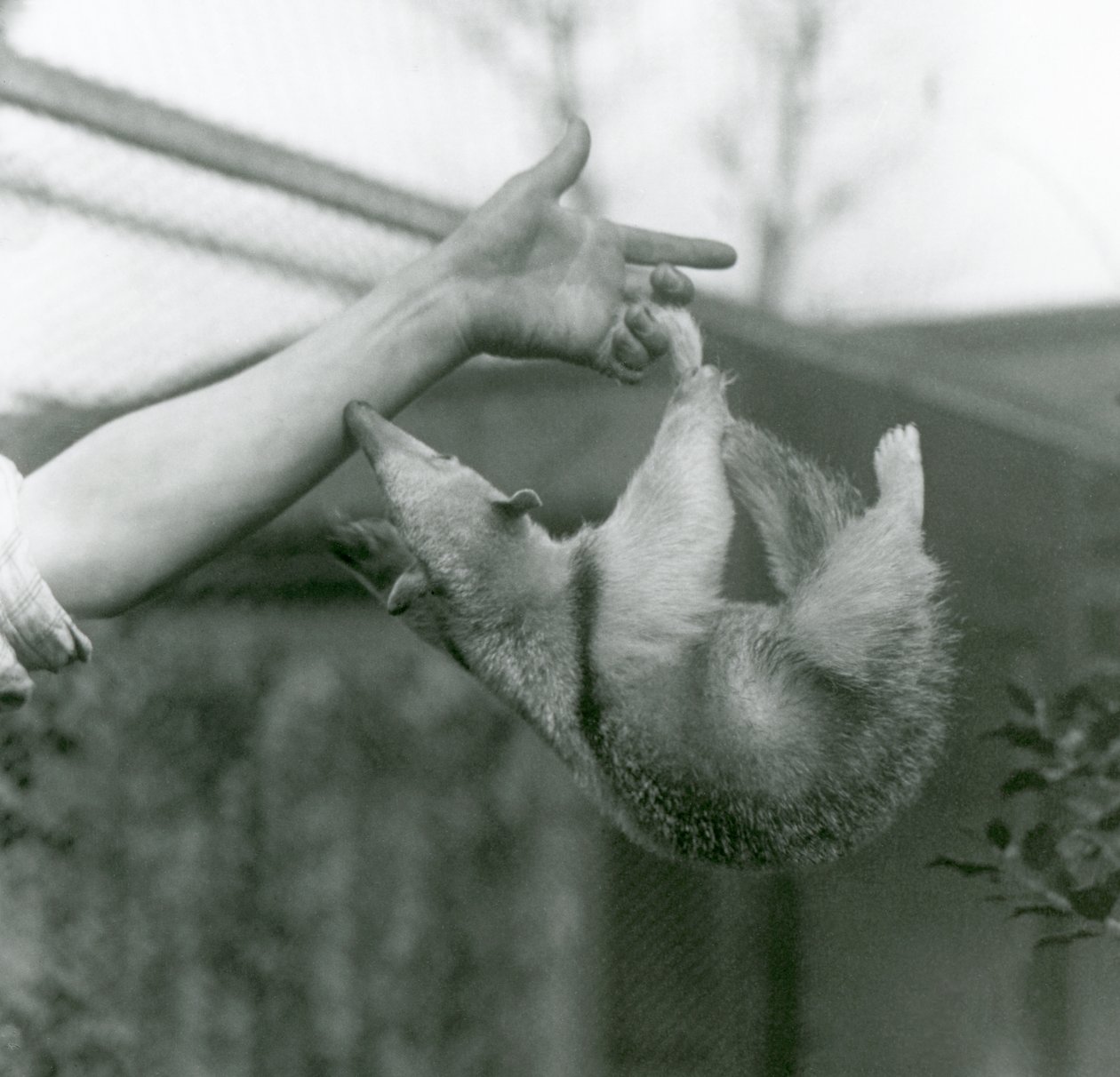 Mladý Tamandua obojkový visící na prstech svých chovatelů svým chápavým ocasem, když se natahuje, aby se držel za paži chovatelů, Londýnská zoo, duben 1925 od Frederick William Bond