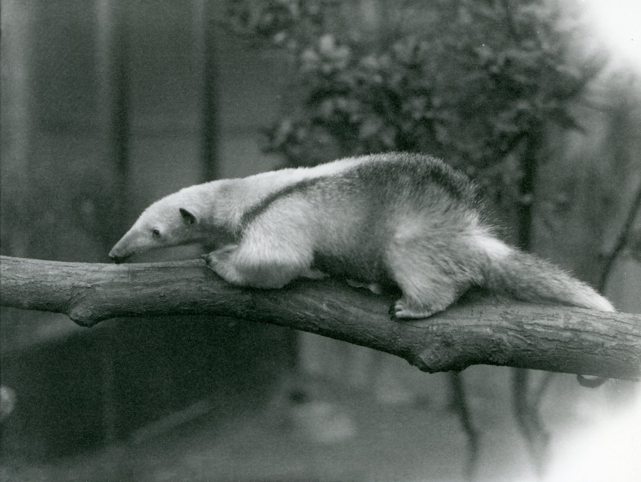 Mladý Tamandua s límcem kráčejícím podél větve v londýnské zoo, 24. dubna 1925 od Frederick William Bond