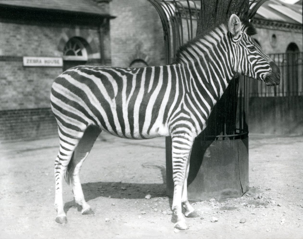 Zebra stojí ve výběhu před Zebra House v londýnské zoo v roce 1925 od Frederick William Bond