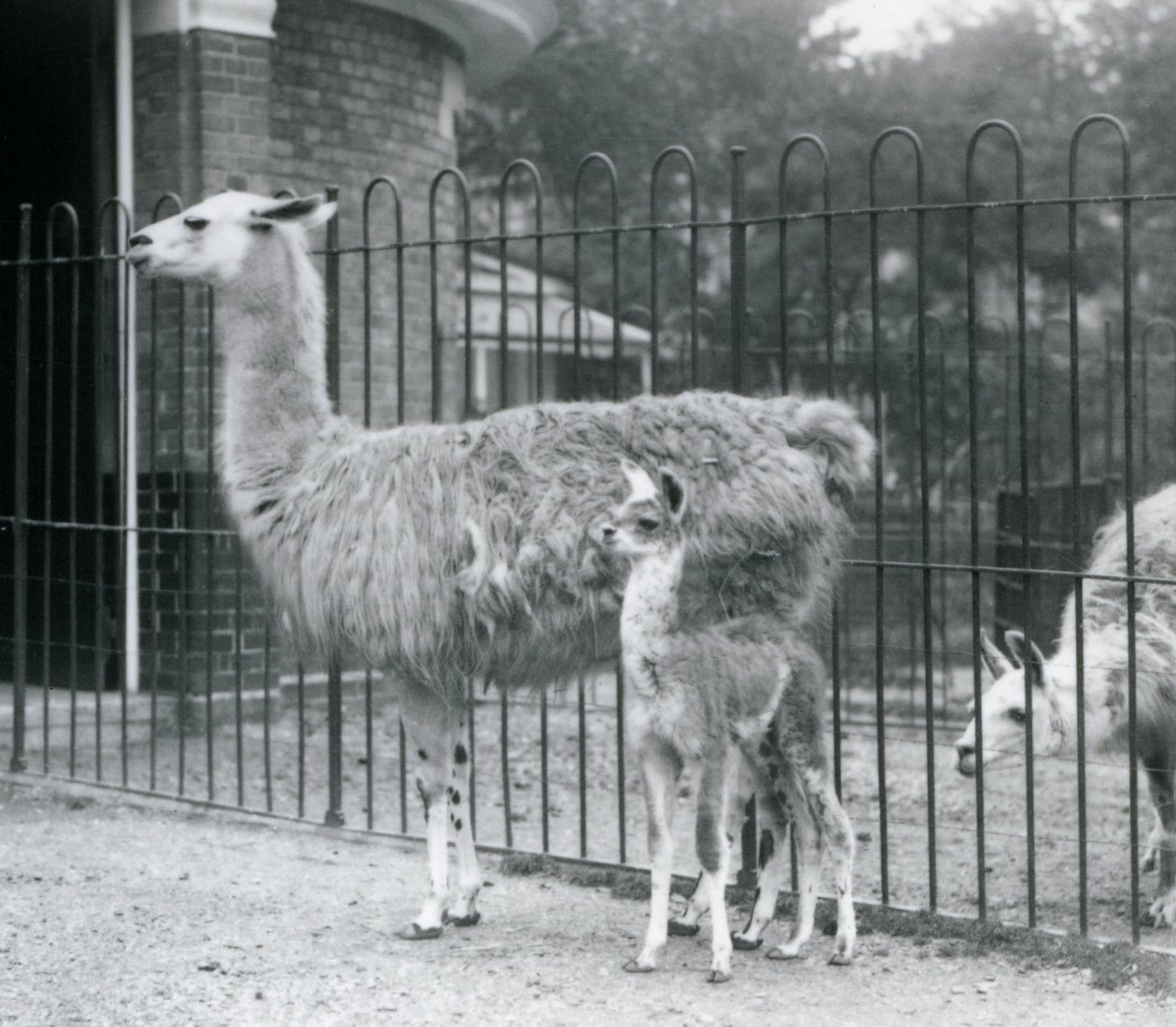 Mládě lamy neboli Cria s matkou v londýnské zoo, 1926 od Frederick William Bond