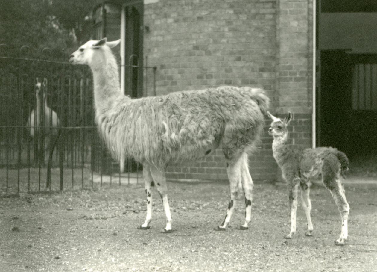 Mládě lamy neboli Cria s matkou v londýnské zoo, 1927 od Frederick William Bond